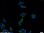 RAPH1 Antibody in Immunocytochemistry (ICC/IF)