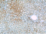 RAPH1 Antibody in Immunohistochemistry (Paraffin) (IHC (P))