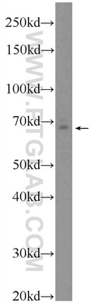 RAPH1 Antibody in Western Blot (WB)