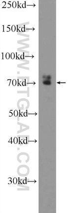 RAPH1 Antibody in Western Blot (WB)