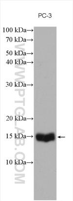 COX20 Antibody in Western Blot (WB)