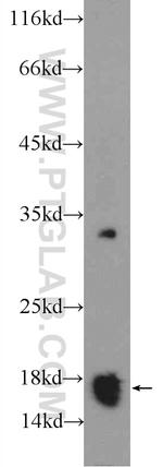 COX20 Antibody in Western Blot (WB)