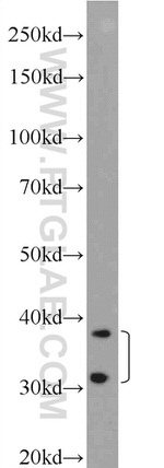 OLIG2 Antibody in Western Blot (WB)