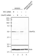 C9orf72 Antibody in Western Blot (WB)