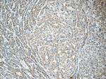 C11orf74 Antibody in Immunohistochemistry (Paraffin) (IHC (P))