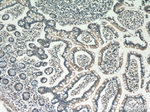 DEFB121 Antibody in Immunohistochemistry (Paraffin) (IHC (P))