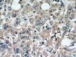 DEFB121 Antibody in Immunohistochemistry (Paraffin) (IHC (P))