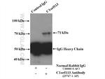 C1orf113 Antibody in Immunoprecipitation (IP)