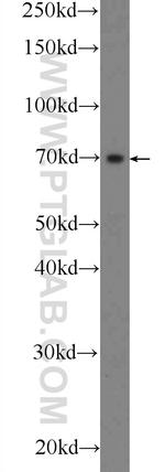 C1orf113 Antibody in Western Blot (WB)