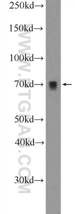 BCAS1 Antibody in Western Blot (WB)