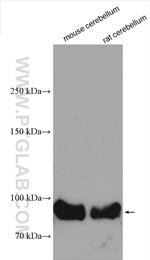 GRIK1 Antibody in Western Blot (WB)