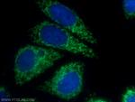 UQCC2 Antibody in Immunocytochemistry (ICC/IF)