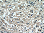 UQCC2 Antibody in Immunohistochemistry (Paraffin) (IHC (P))