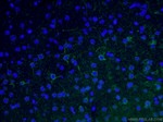 NF-M Antibody in Immunohistochemistry (PFA fixed) (IHC (PFA))