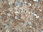 NF-M Antibody in Immunohistochemistry (Paraffin) (IHC (P))