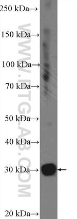 FAM125A Antibody in Western Blot (WB)