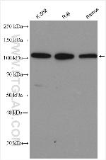 c-Cbl Antibody in Western Blot (WB)