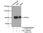 c-Cbl Antibody in Immunoprecipitation (IP)