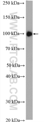 c-Cbl Antibody in Western Blot (WB)