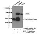 RNPC3 Antibody in Immunoprecipitation (IP)