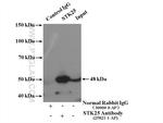 STK25 Antibody in Immunoprecipitation (IP)