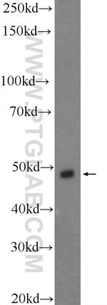 STK25 Antibody in Western Blot (WB)