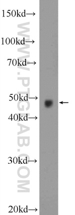 STK25 Antibody in Western Blot (WB)