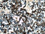 VSX2 Antibody in Immunohistochemistry (Paraffin) (IHC (P))