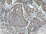 VSX2 Antibody in Immunohistochemistry (Paraffin) (IHC (P))