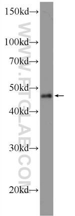 TFAP2E Antibody in Western Blot (WB)