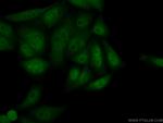 DGCR8 N-terminal Antibody in Immunocytochemistry (ICC/IF)