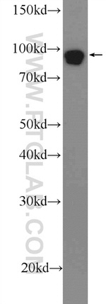 DGCR8 N-terminal Antibody in Western Blot (WB)