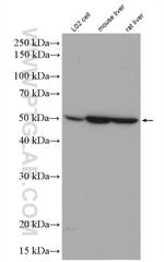 SMAD7 Antibody in Western Blot (WB)