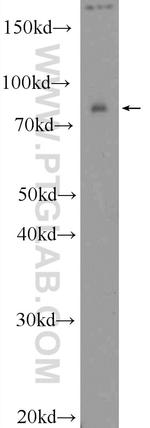 RAB11FIP3 Antibody in Western Blot (WB)