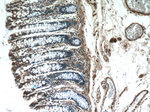 IDH3G Antibody in Immunohistochemistry (Paraffin) (IHC (P))