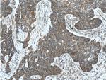 IDH3G Antibody in Immunohistochemistry (Paraffin) (IHC (P))