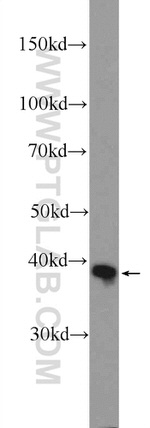 IDH3G Antibody in Western Blot (WB)