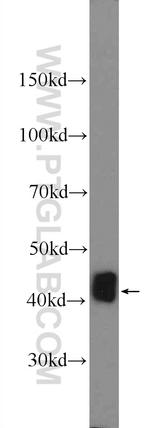 IDH3G Antibody in Western Blot (WB)