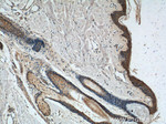 EDA Antibody in Immunohistochemistry (Paraffin) (IHC (P))