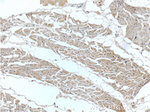 MTR Antibody in Immunohistochemistry (Paraffin) (IHC (P))