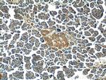 MTR Antibody in Immunohistochemistry (Paraffin) (IHC (P))