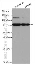 KIF5C Antibody in Western Blot (WB)