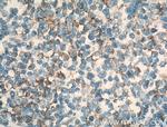 CCR7 Antibody in Immunohistochemistry (Paraffin) (IHC (P))