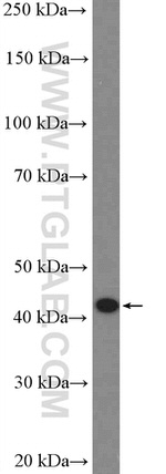 CCR7 Antibody in Western Blot (WB)