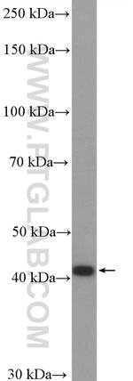 CCR7 Antibody in Western Blot (WB)