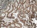 ADAM10 Antibody in Immunohistochemistry (Paraffin) (IHC (P))