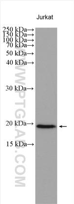 NUDT15 Antibody in Western Blot (WB)