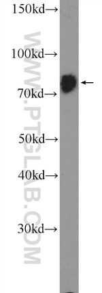 RRN3 Antibody in Western Blot (WB)