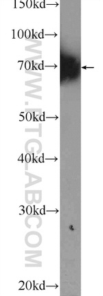 RRN3 Antibody in Western Blot (WB)