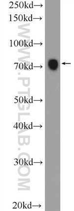 RRN3 Antibody in Western Blot (WB)